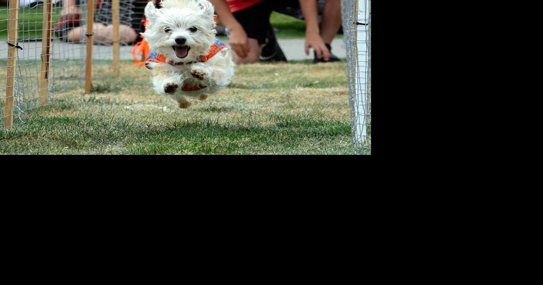 Little Doggy Races at Ak-Chin | Featured | pinalcentral.com
