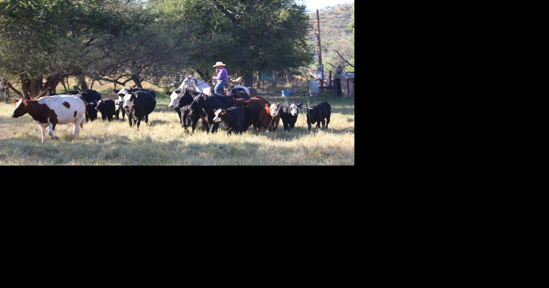 Arizona rancher uses science to breed sustainable cattle | Farm And ...