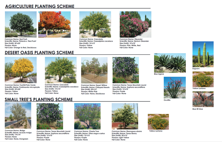 Eloy Council Selects Landscape Design, Types Of Trees In Landscape Design