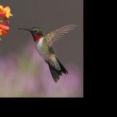 Hummingbirds migrating earlier | News | pinalcentral.com