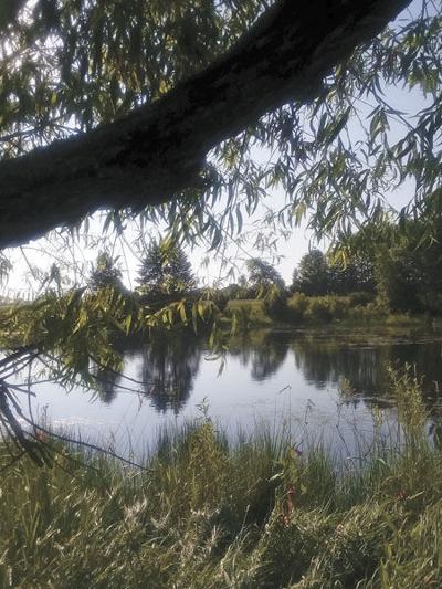 Nature sets a summer scene
