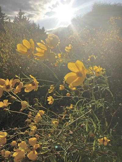 Wind whips September wildflowers