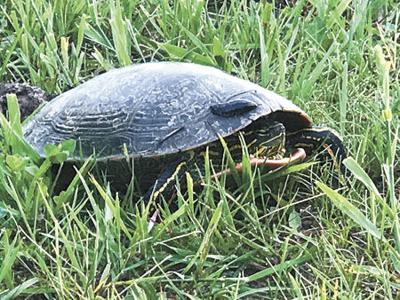 Slow, steady wins the race