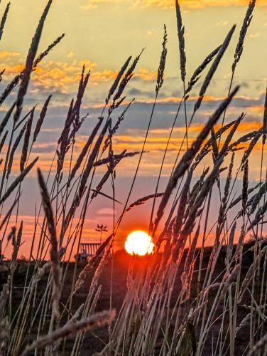 Sunrise on the farm