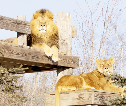 Wildcat Sanctuary seeking volunteers