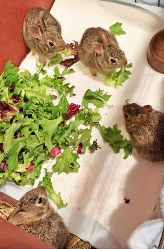 The cared for rabbits just before release.