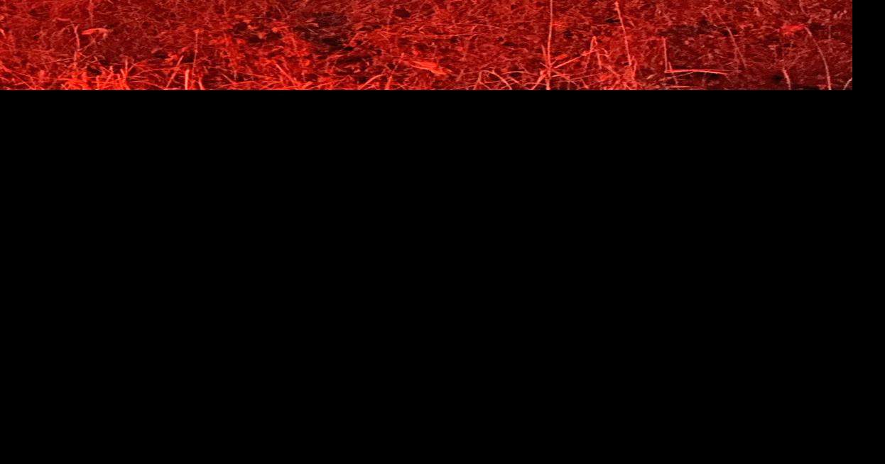 Cannabis farms dotting the Pine County landscape