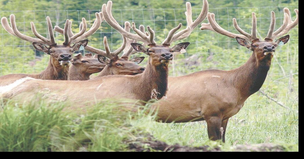 Elk rancher uses antler velvet for pet supplements News