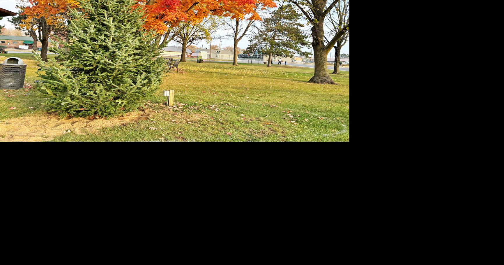 Permanent Christmas tree for Robinson Park | Communities ...