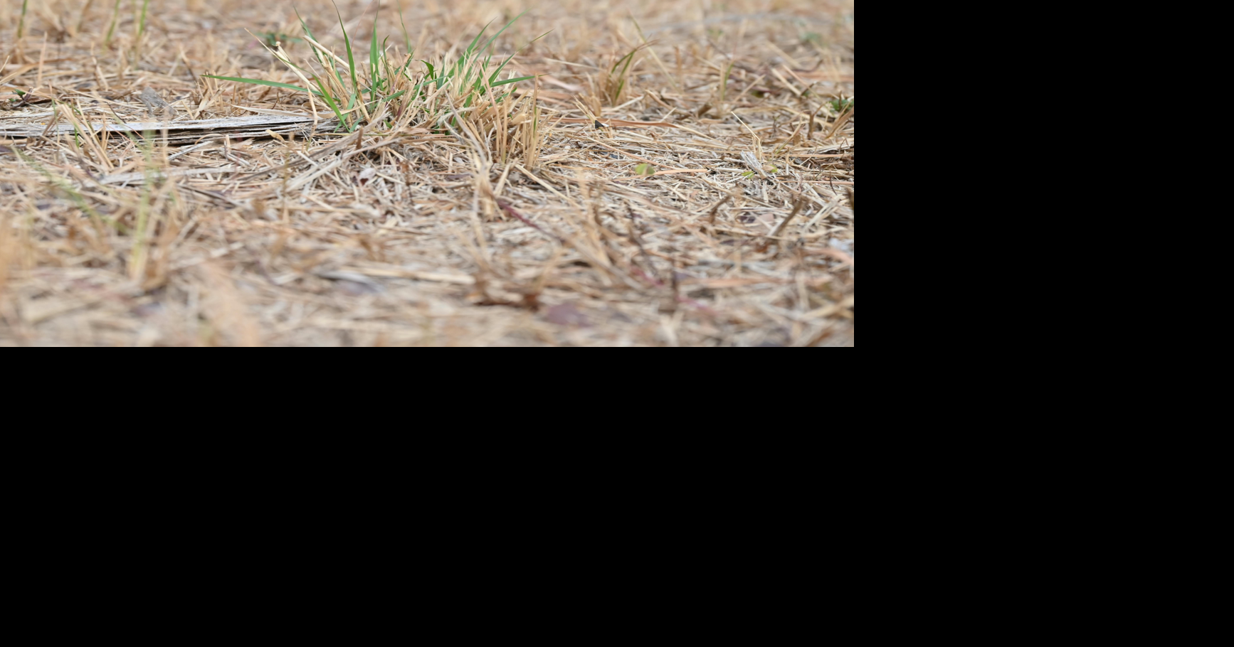 Eastern North Carolina faces growing drought concerns.