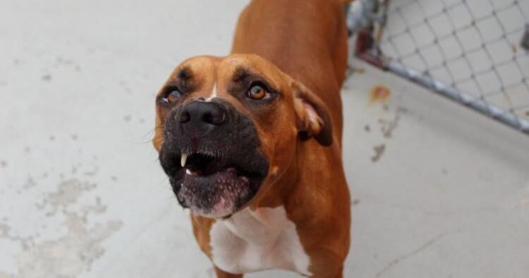 Students Invited to ‘Borrow a Buddy’ and Meet Foster Dogs on Campus