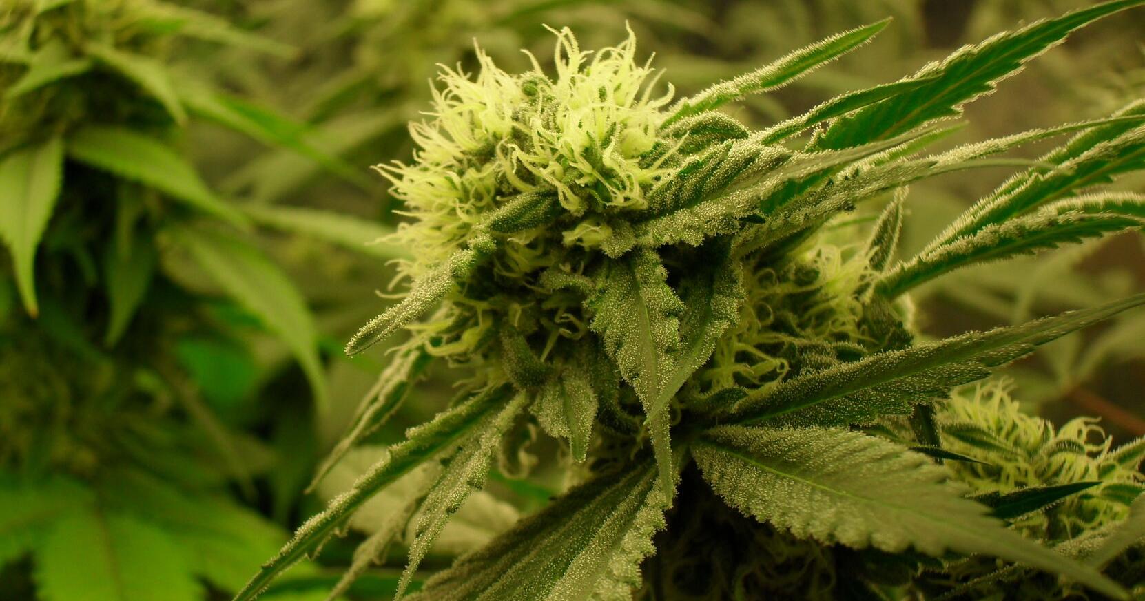 Cherokee reveal who can buy marijuana at their North Carolina cannabis superstore - Vimarsana News
