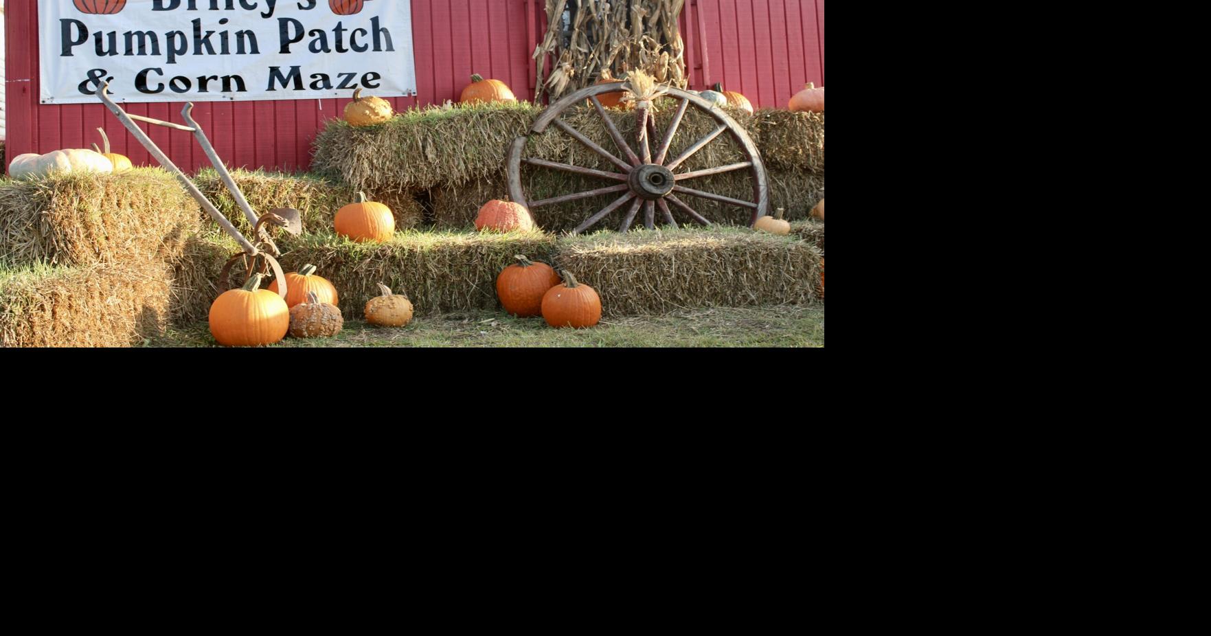Briley's Pumpkin Patch