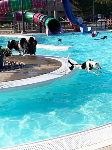 Prentis Park Pooch Plunge