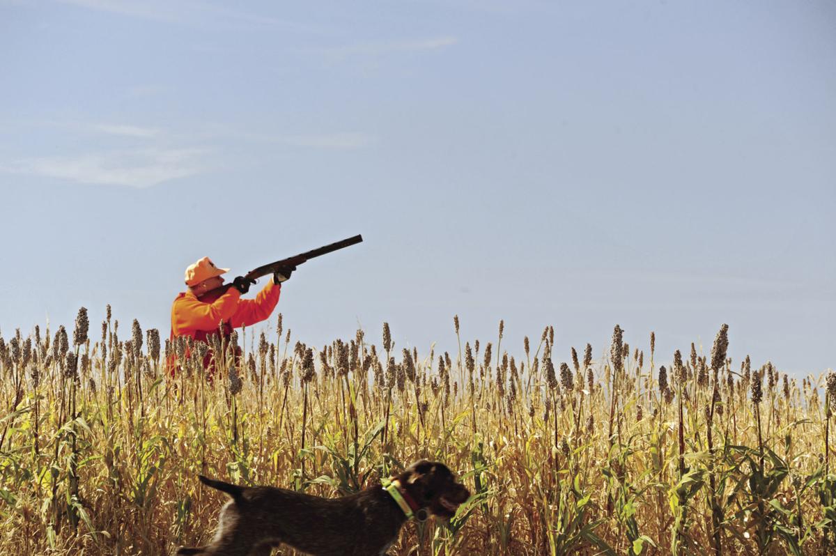 Pheasant Tales From South Dakota Local News Plaintalk Net