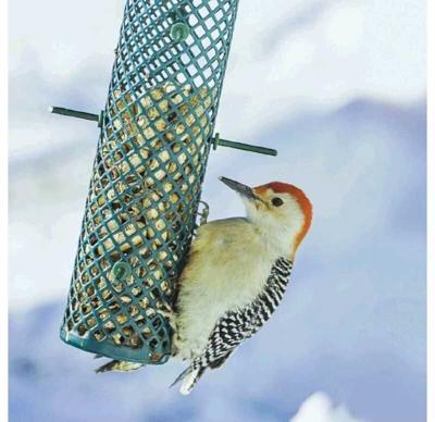 How to care for winter birds in your yard
