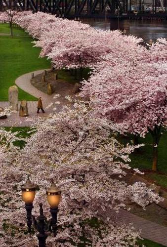 Where to see cherry blossoms locally, News
