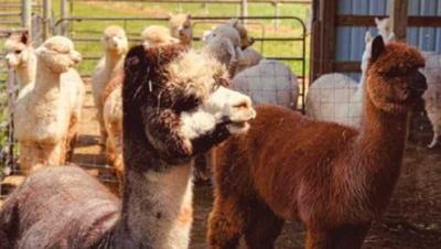 It's All About Alpacas at Marquam Hill Ranch