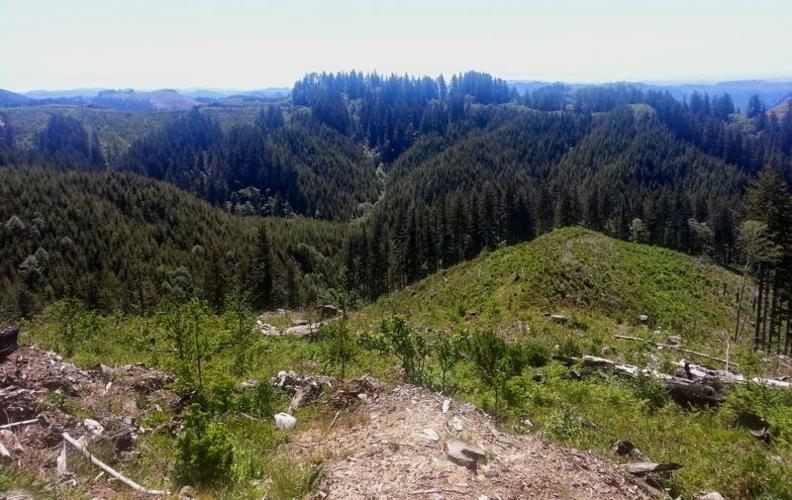 Land Board considers options as future of Elliott State Forest on hold