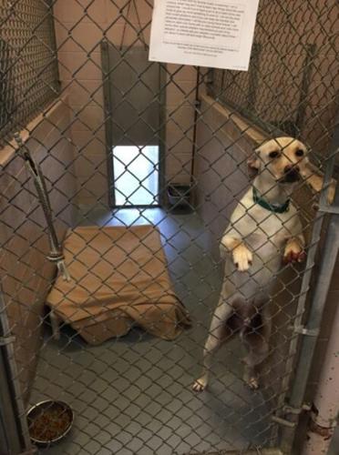Audit sounds alarm at animal shelter | News 