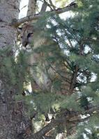 Unusual cougar encounters have Oregon wildlife officials on alert