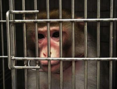 PETA sues for OHSU video of frightened monkey experiment