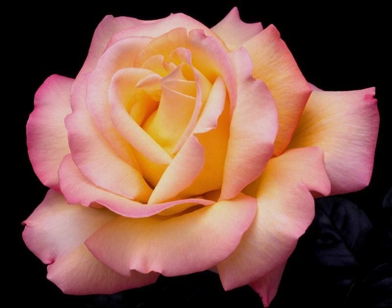 Portland photographer s Peace Rose blooms on stamp News