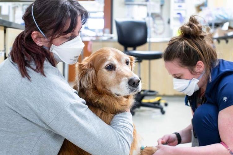 Increased Risk Of Suicide In Veterinary Medicine Leads To Veterinary  Well-being Program | Features 