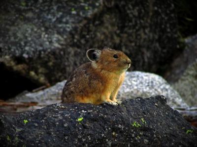 Pika population bounces back in Columbia River Gorge