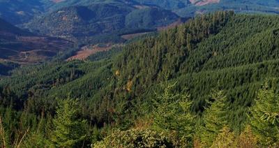 My View: Ruling ensures sustained timber harvest