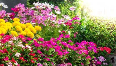 6 ways to make your garden more successful (copy)