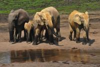 McGRAIN TURNS LENS ON AFRICA'S ELEPHANTS | Features | portlandtribune.com