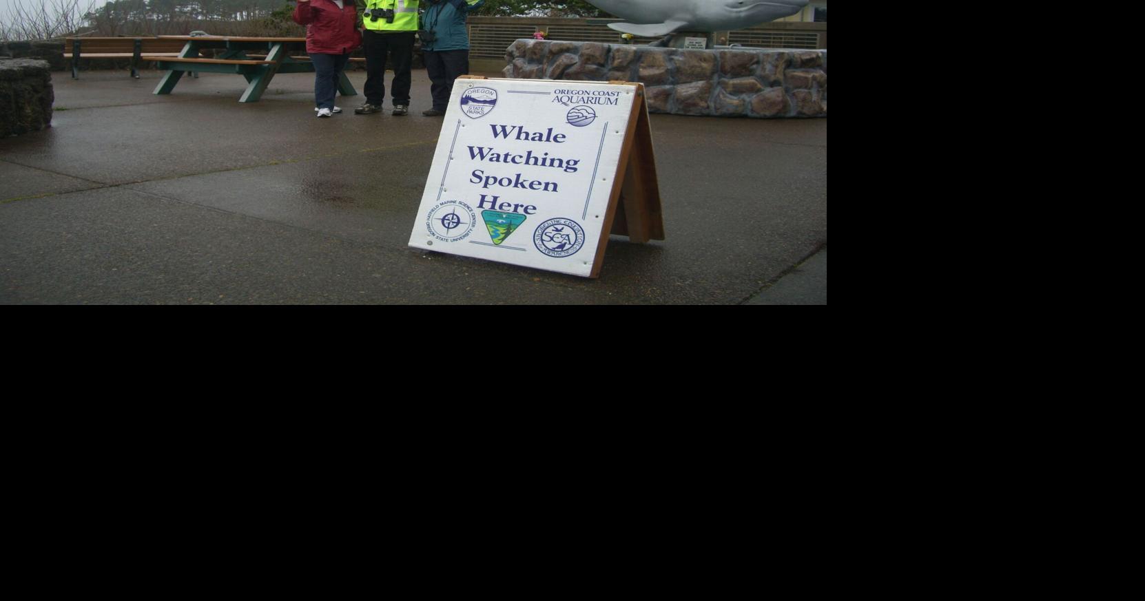 Winter Whale Watch Week opens on Oregon Coast Marine Biology