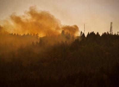 Commissioners: Our public forests should be restored and replanted