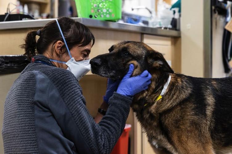 Behind the Scenes of Your Local Veterinary Hospital | Features |  