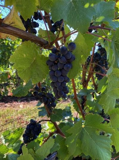 Wine industry reflects on impacts of virus, wildfires