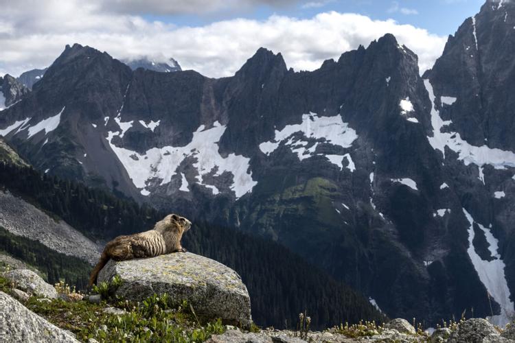 Marmot on Forbidden Peak
