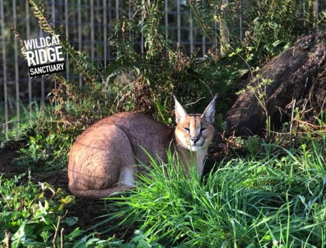 Caracat or caracal? Either way, Finnigan is safe, healthy