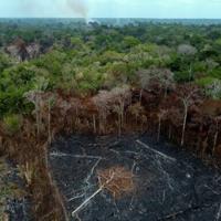 Apesar dos ganhos no Brasil, o desmatamento ainda é “teimosamente” alto: relatório |  Nacional