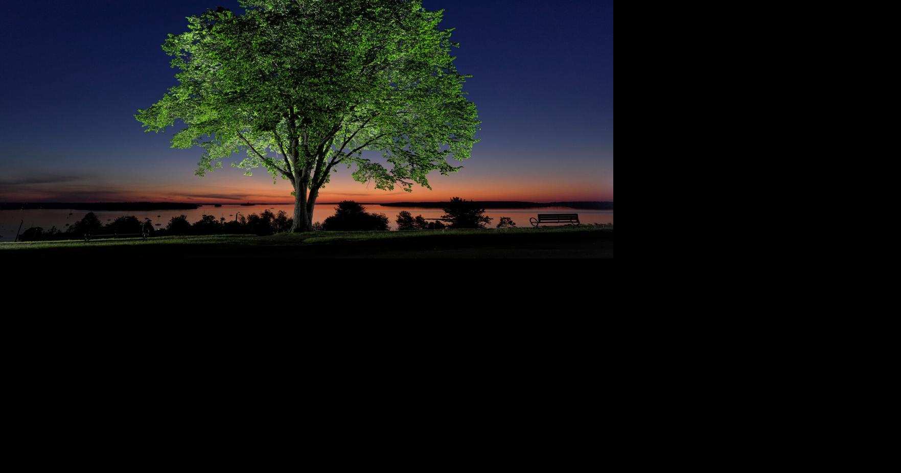 Read MoreThe disease that decimated American elms could help bring them back