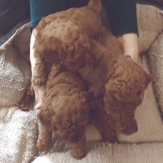 Cockapoopoo Puppys For Sale! Call
