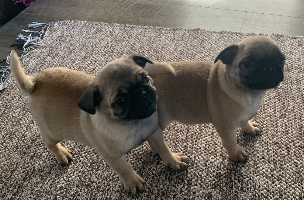 Akc registered pug 2025 puppies for sale