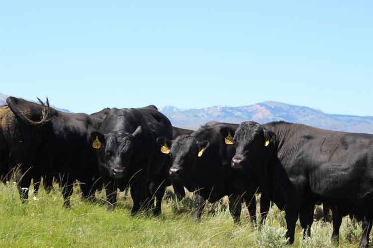 Barnyard Basics: Jensen’s Lucky Seven Angus Ranch – raising ...