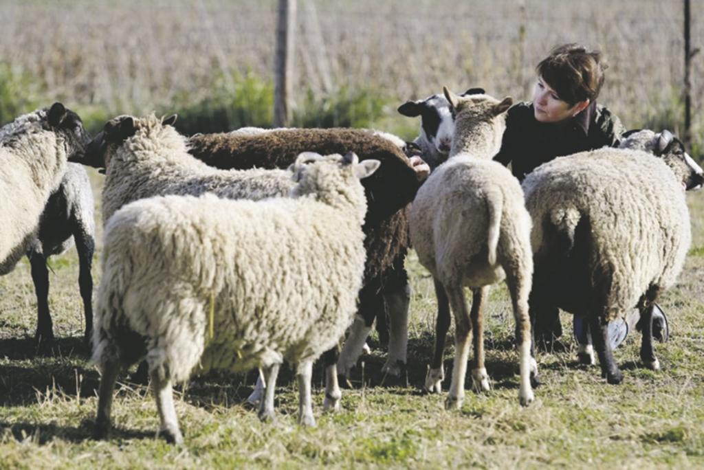 Interest In Knitting Leads To Home Shorn Wool Livestock Postregister Com