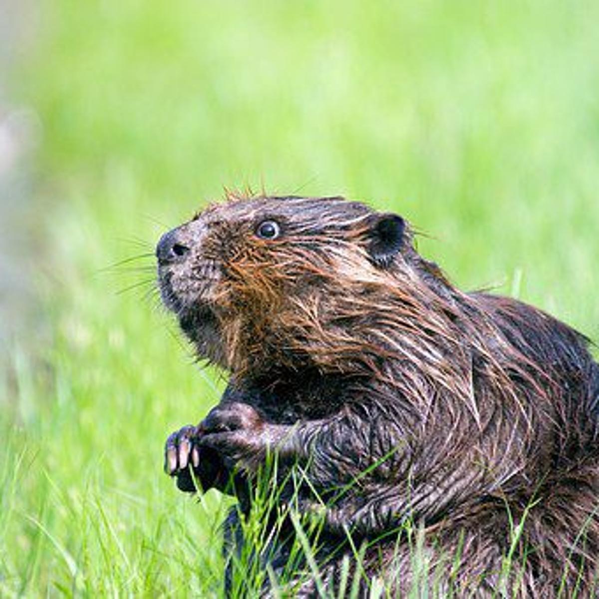 Balancing Needs Of Beavers And Farmers Idwr Issues New Permitting