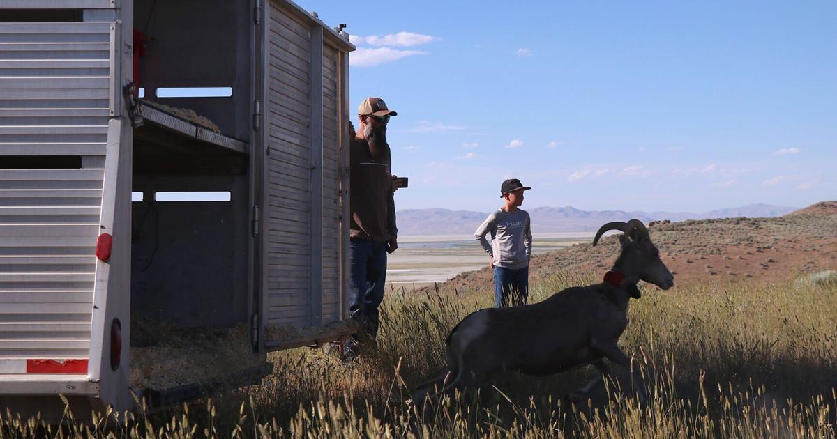Northern Utah rangeland finds new purpose as nursery for wild bighorn ...