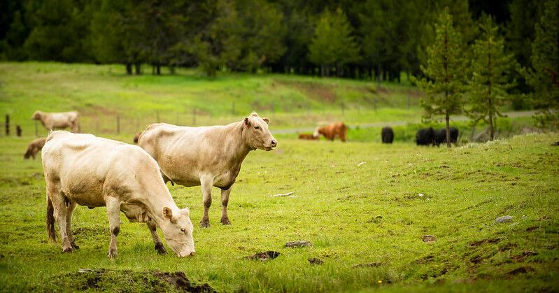 Cattle industry is a major part of Idaho