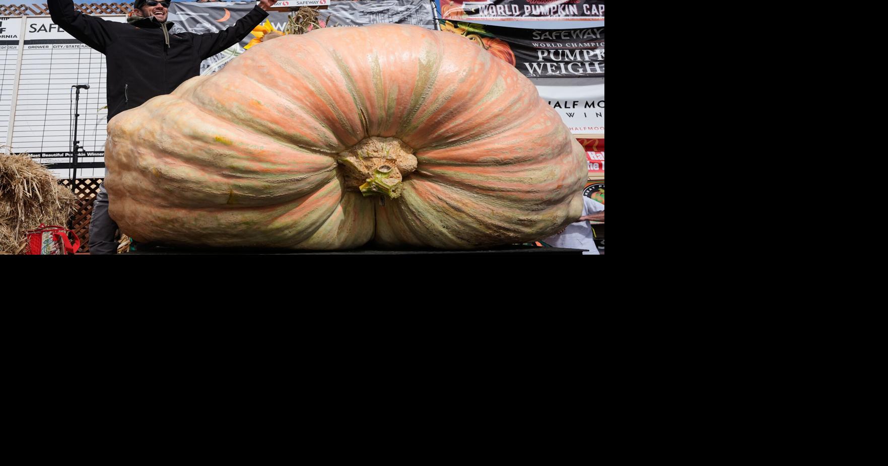 Giant Pumpkin Contest