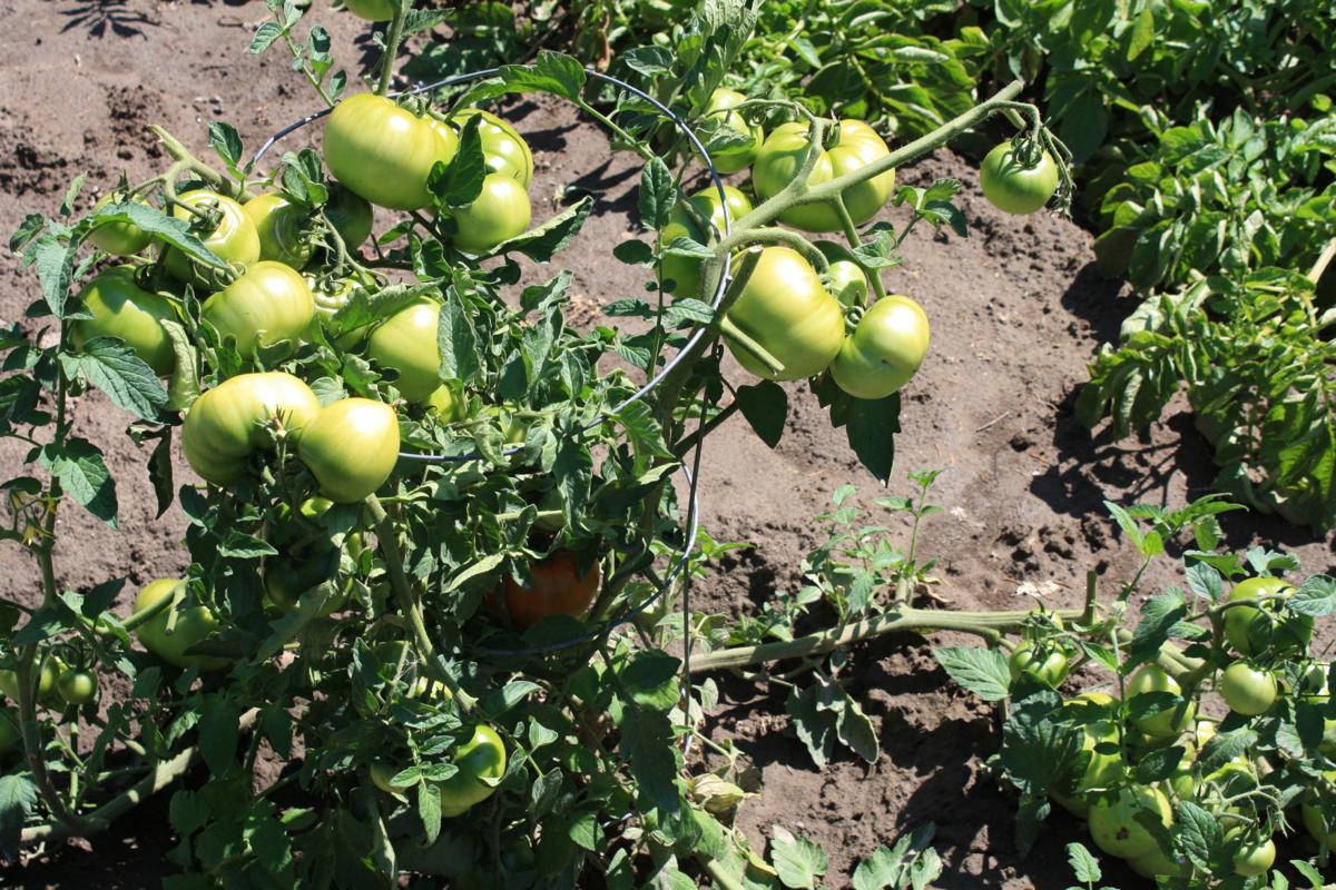 Living off the Land Managing your garden after a killing frost