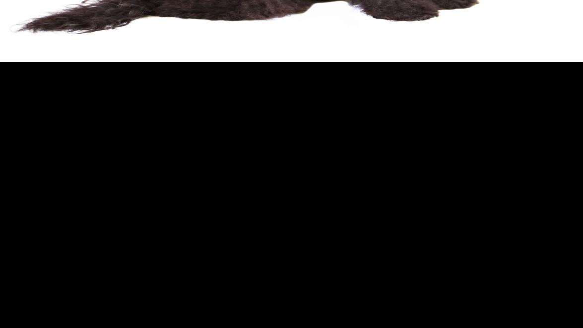 These Are the Longest Living Dog Breeds in the US - Page 7 of 11 - 24/7  Wall St., image size:1200x675